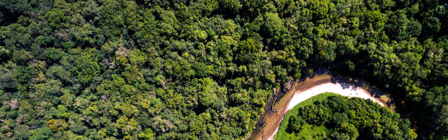 Brazil tropical forest