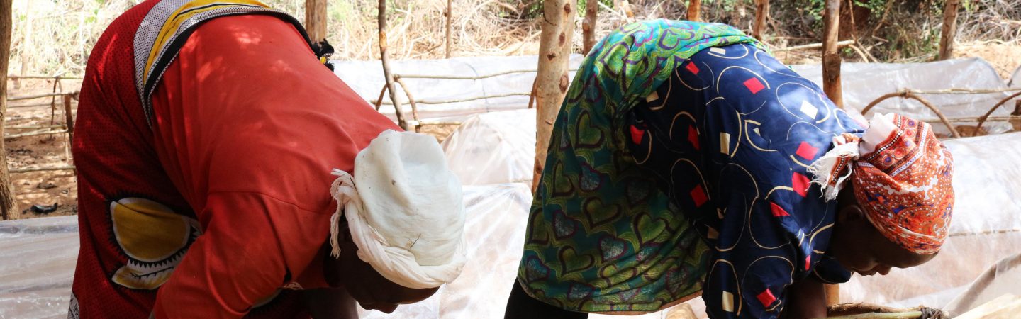 Andrew Wu, World Resources Institute - Day laborers working in a nursery for Melia volkensii.