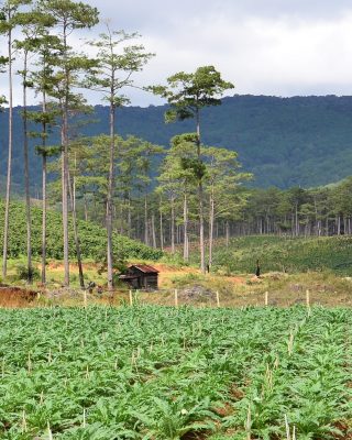 Landscape approaches in Central Highlands, Vietnam