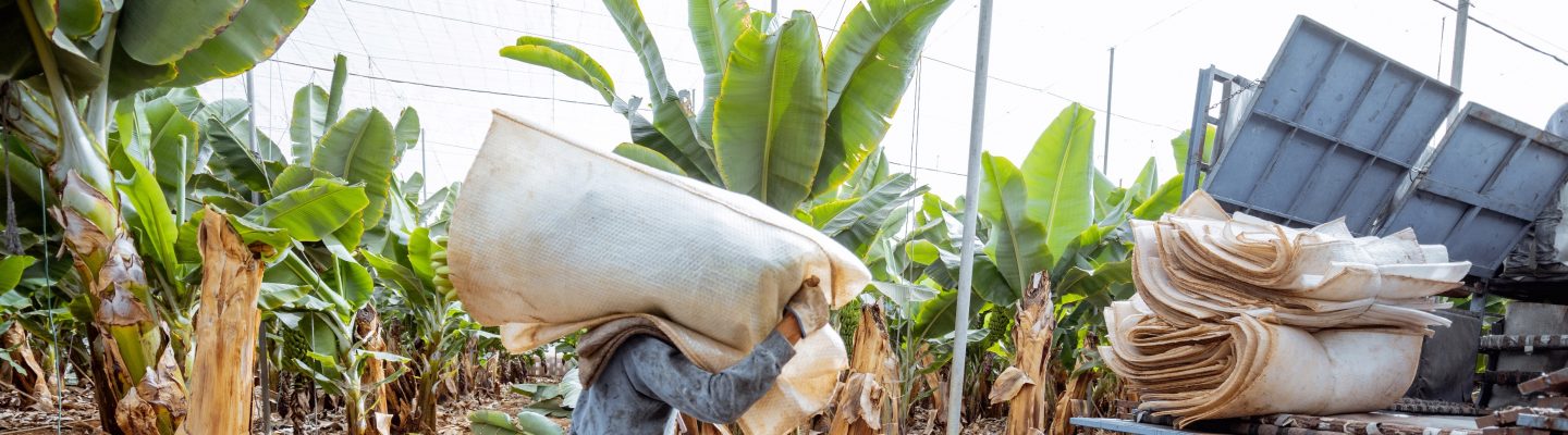 Harvesting on the banana plantation