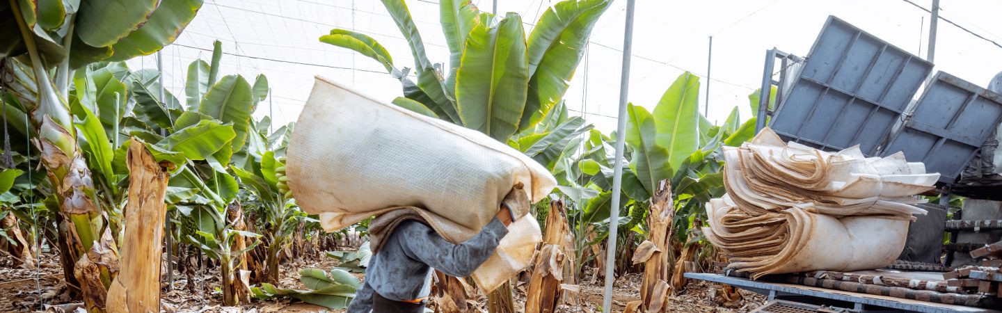 Harvesting on the banana plantation