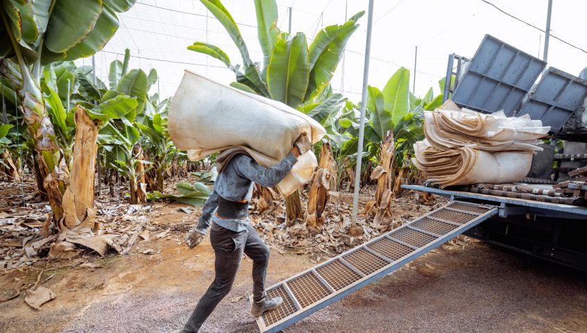 Harvesting on the banana plantation