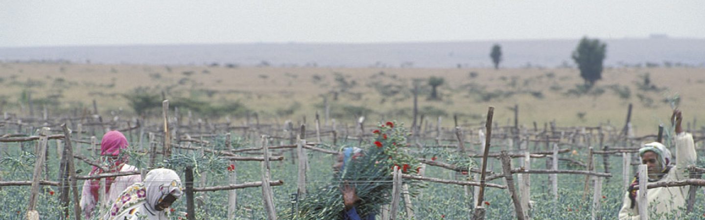 Flower farm. Kenya. Photo Curt Carnemark World Bank - KE022S09