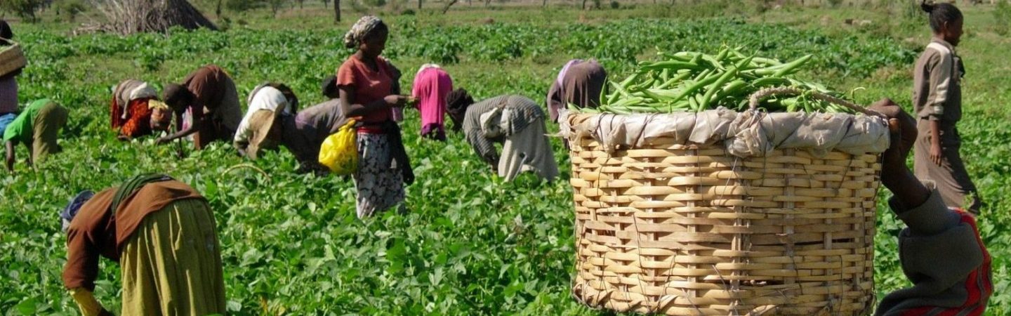 Fruits farmers in field with beans